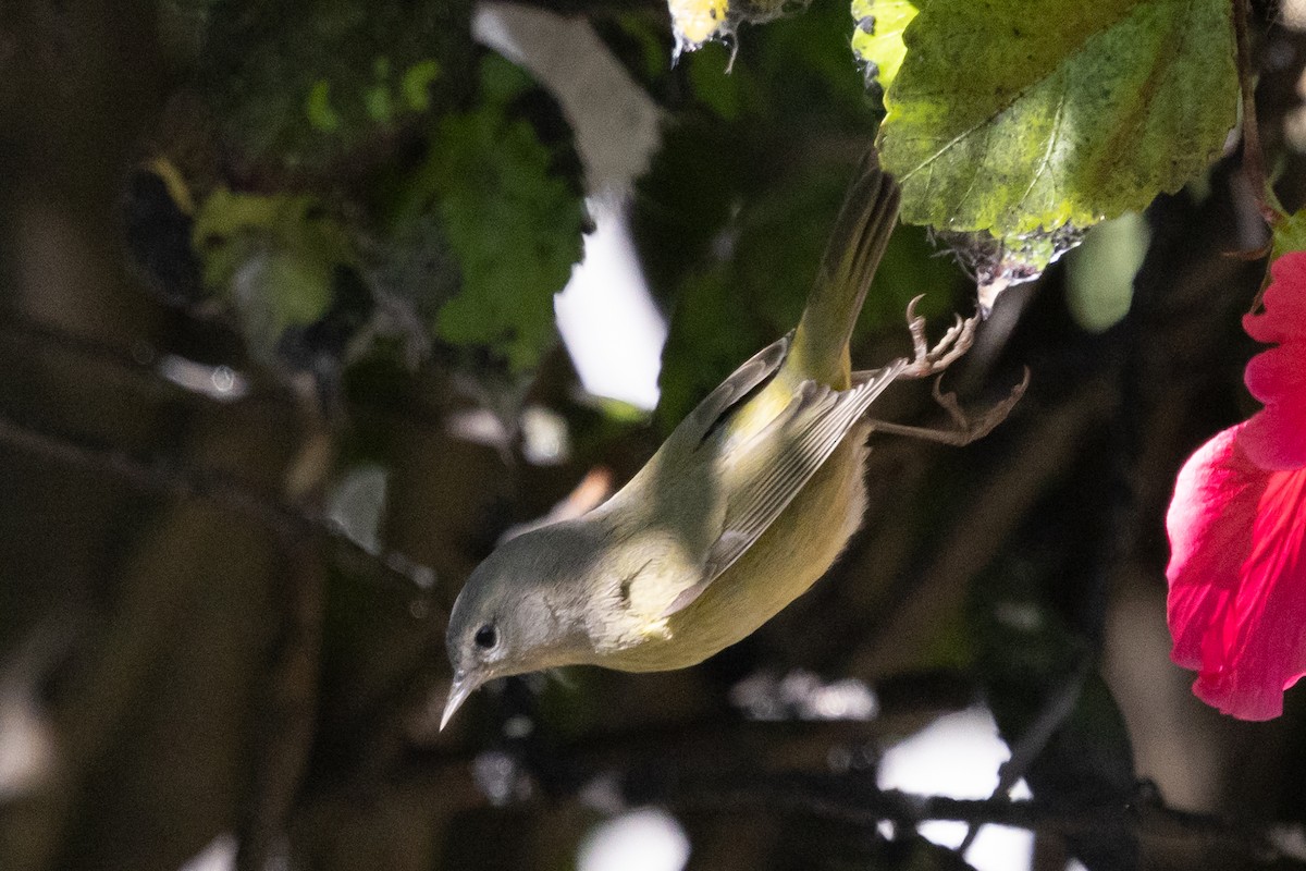 Orange-crowned Warbler (Gray-headed) - ML646499434