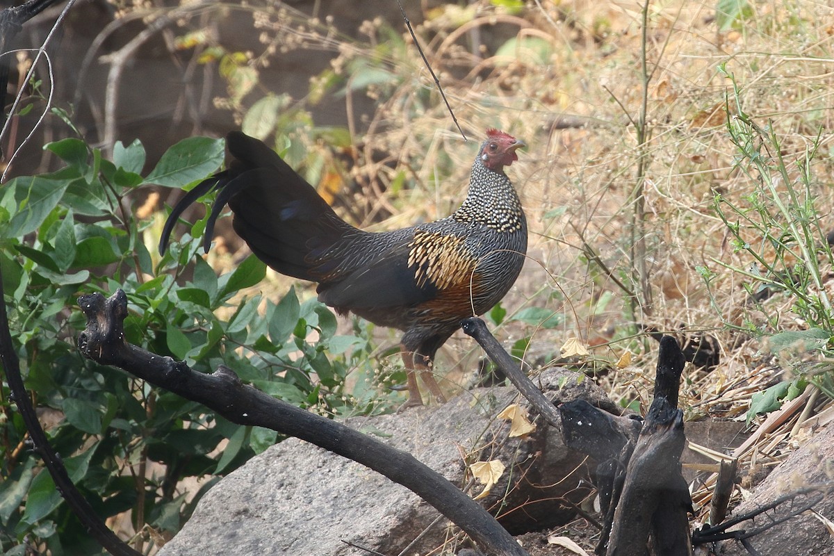 Серый петух - ML646499435