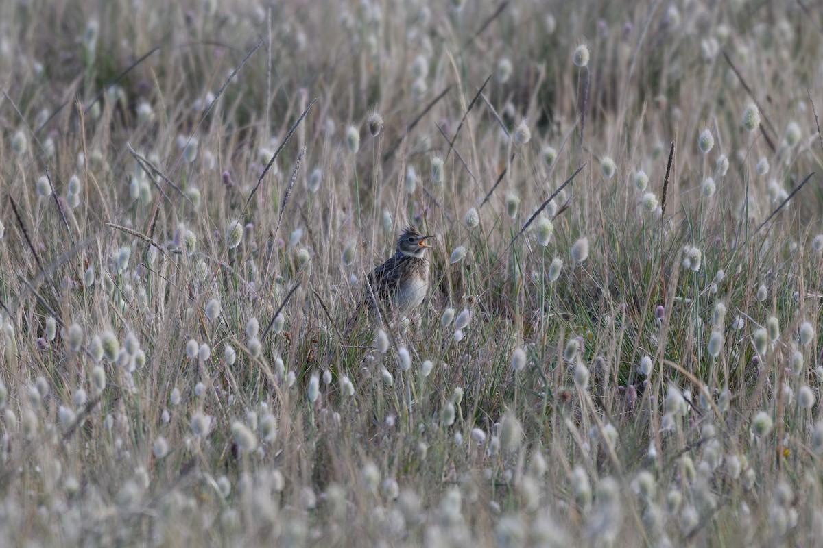 歐亞雲雀 - ML646499436