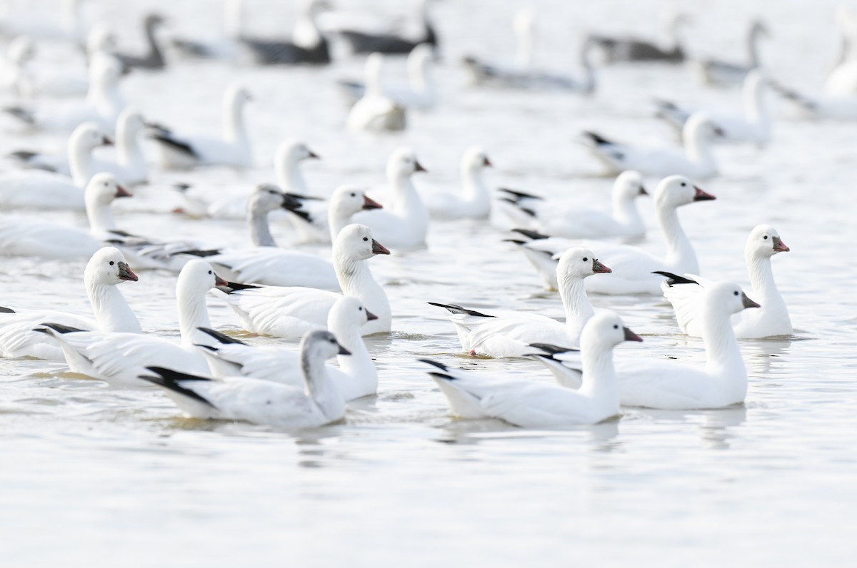 Ross's Goose - ML646499437