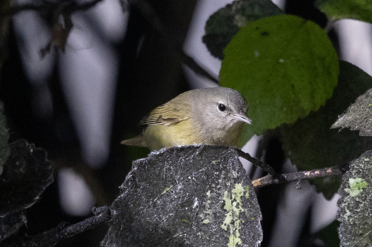 Orange-crowned Warbler (Gray-headed) - ML646499438