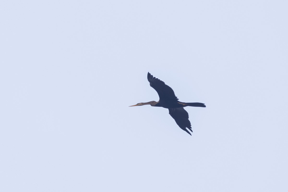 Oriental Darter - ML646499439