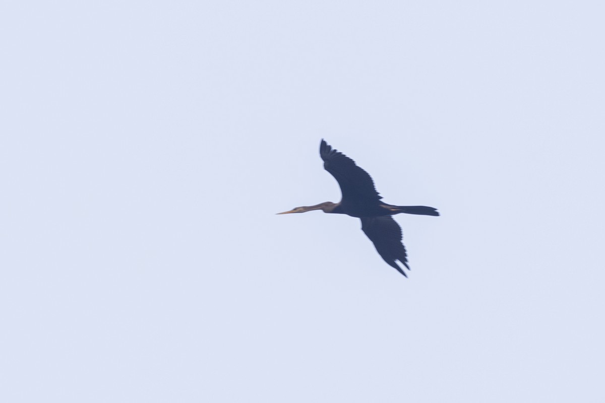 Oriental Darter - ML646499440