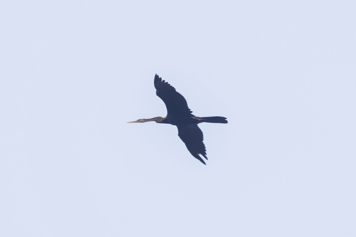 Oriental Darter - ML646499442