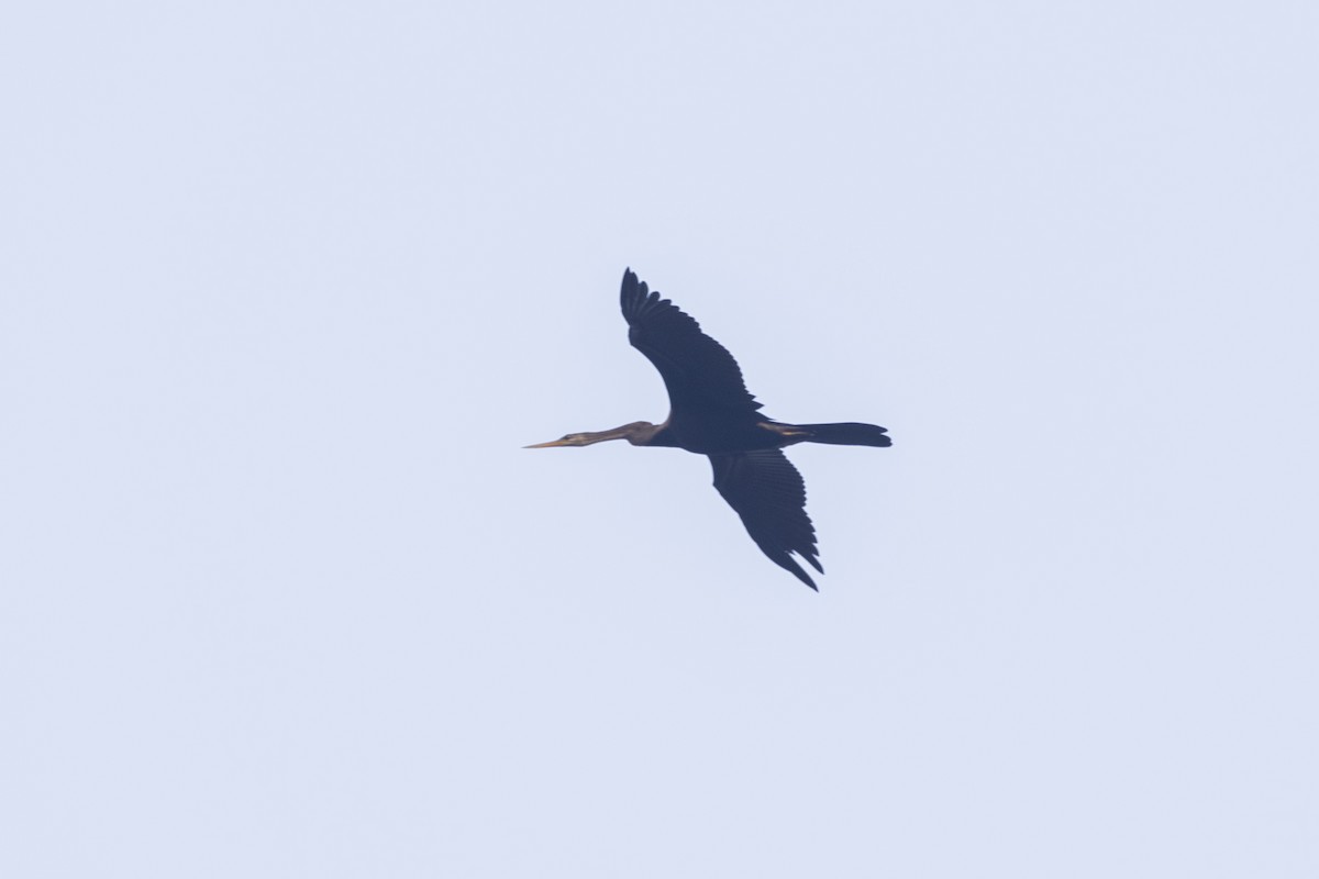 Oriental Darter - ML646499443