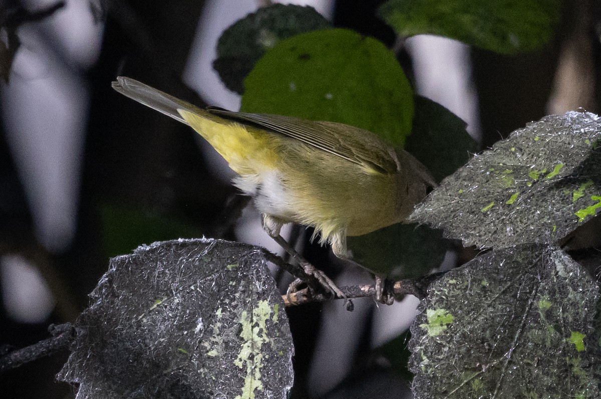 Orange-crowned Warbler (Gray-headed) - ML646499445