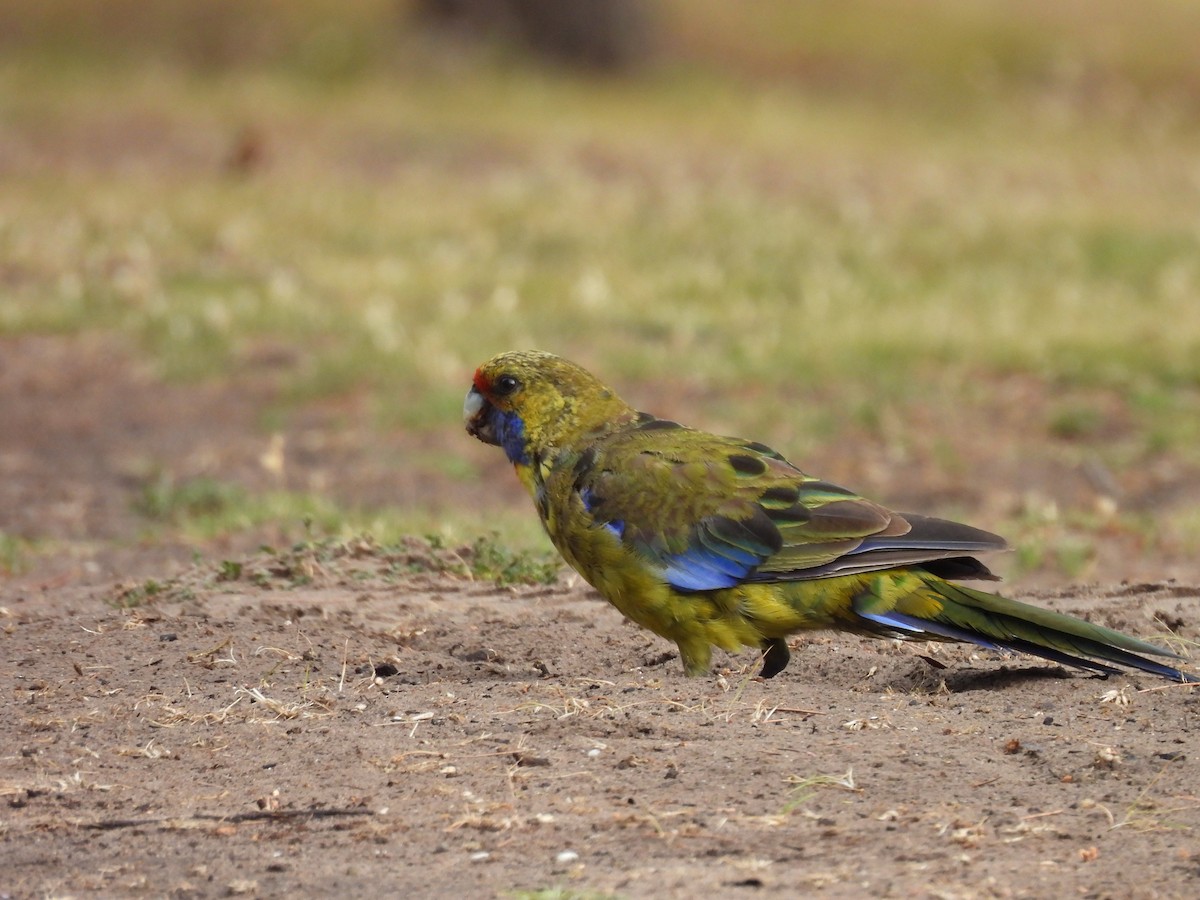 Green Rosella - ML646499446