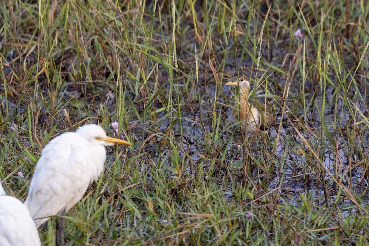 Bronze-winged Jacana - ML646499449