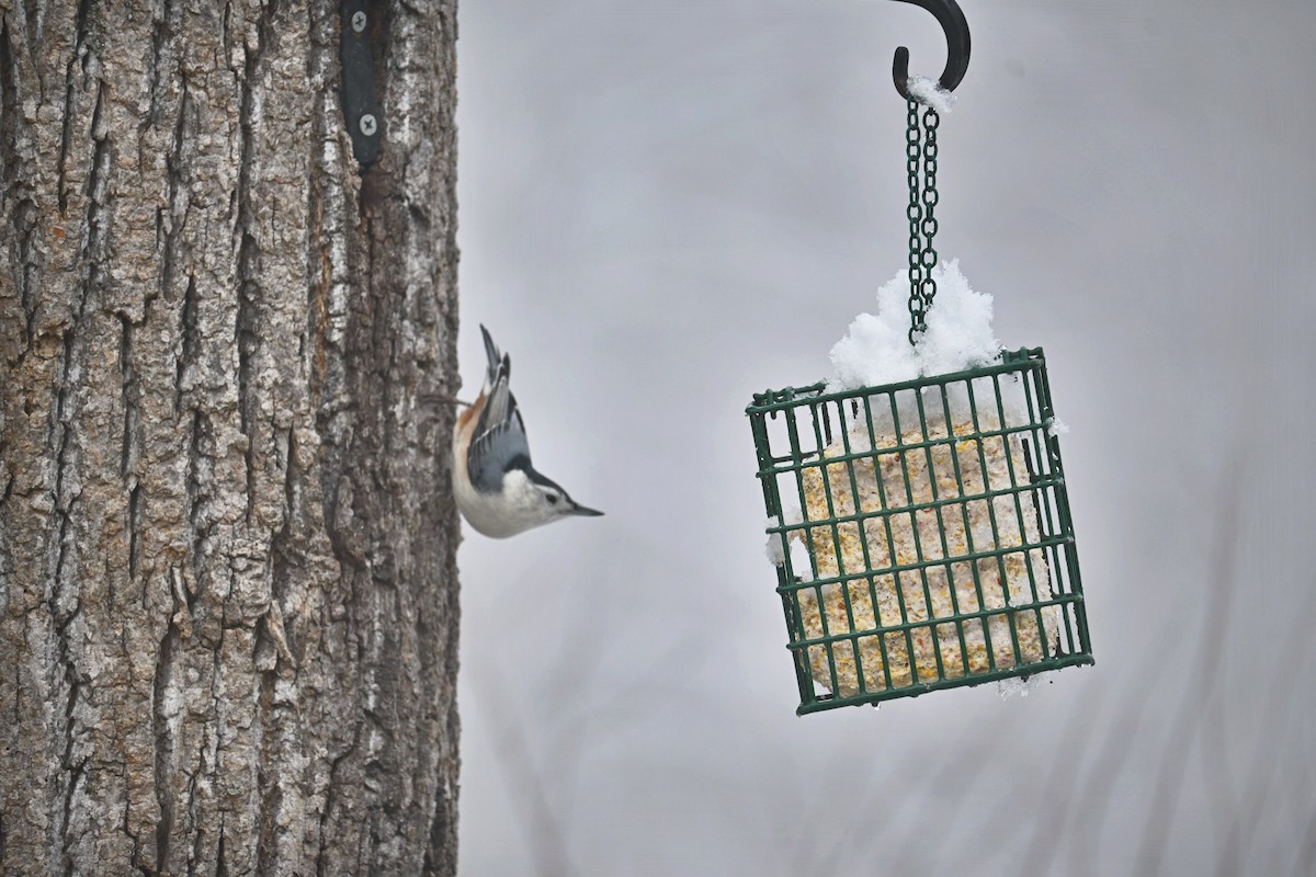 White-breasted Nuthatch - ML646499450