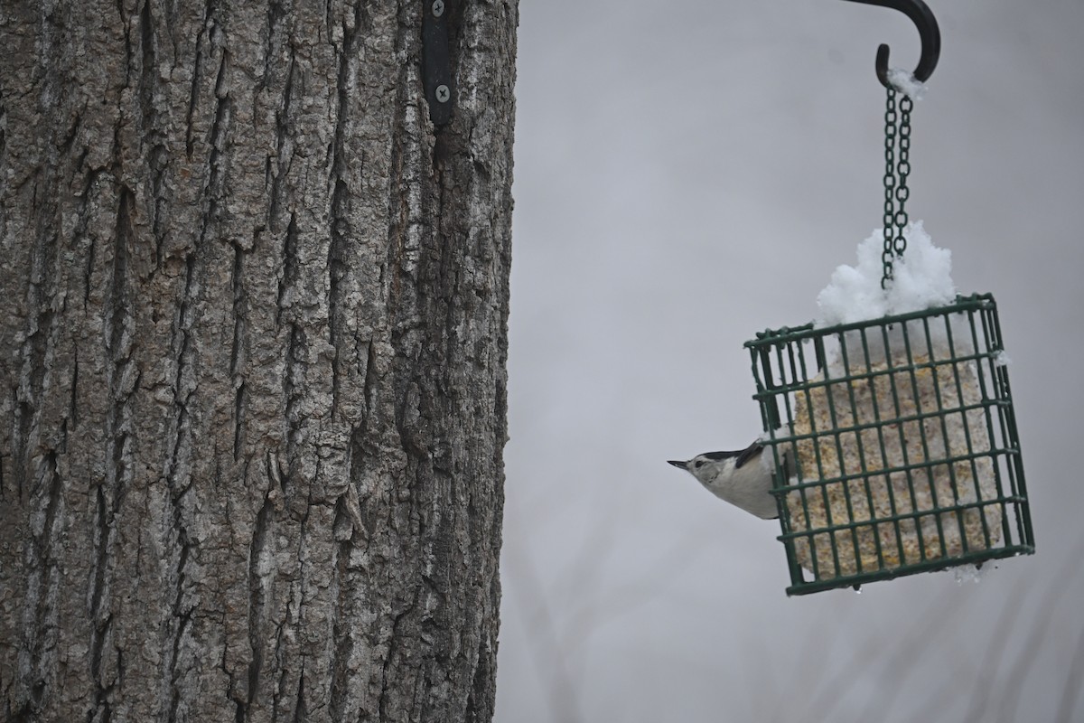 White-breasted Nuthatch - ML646499451