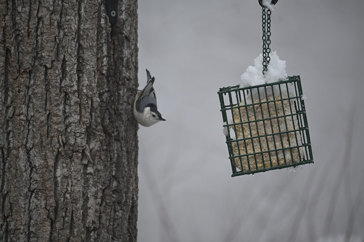 White-breasted Nuthatch - ML646499452