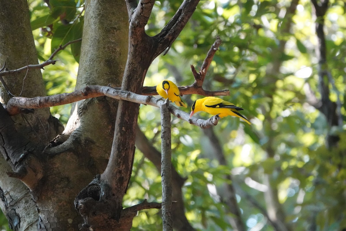Black-naped Oriole - ML646499453