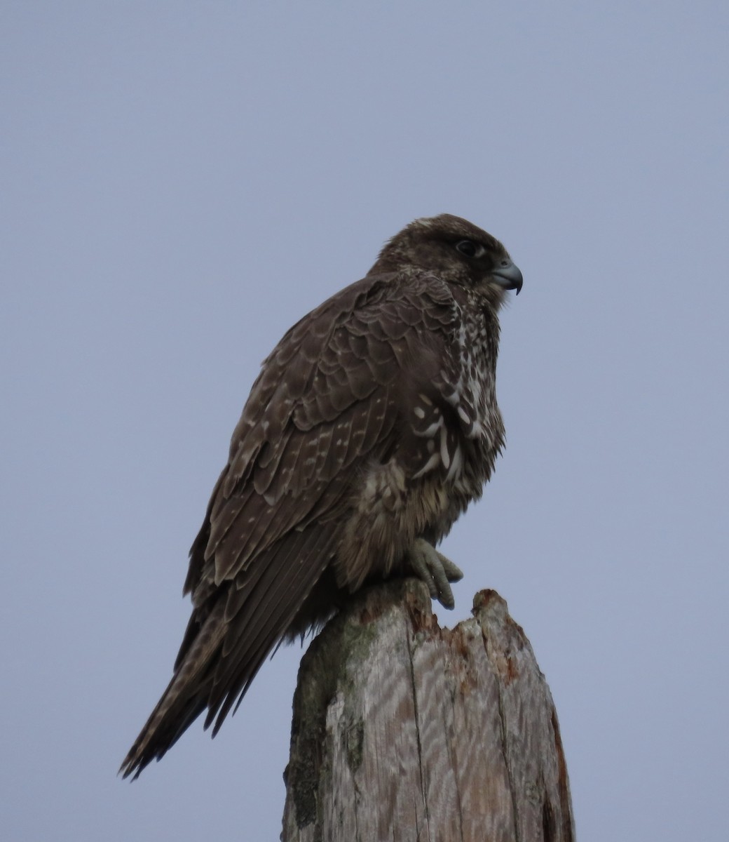 Faucon gerfaut - ML646499469