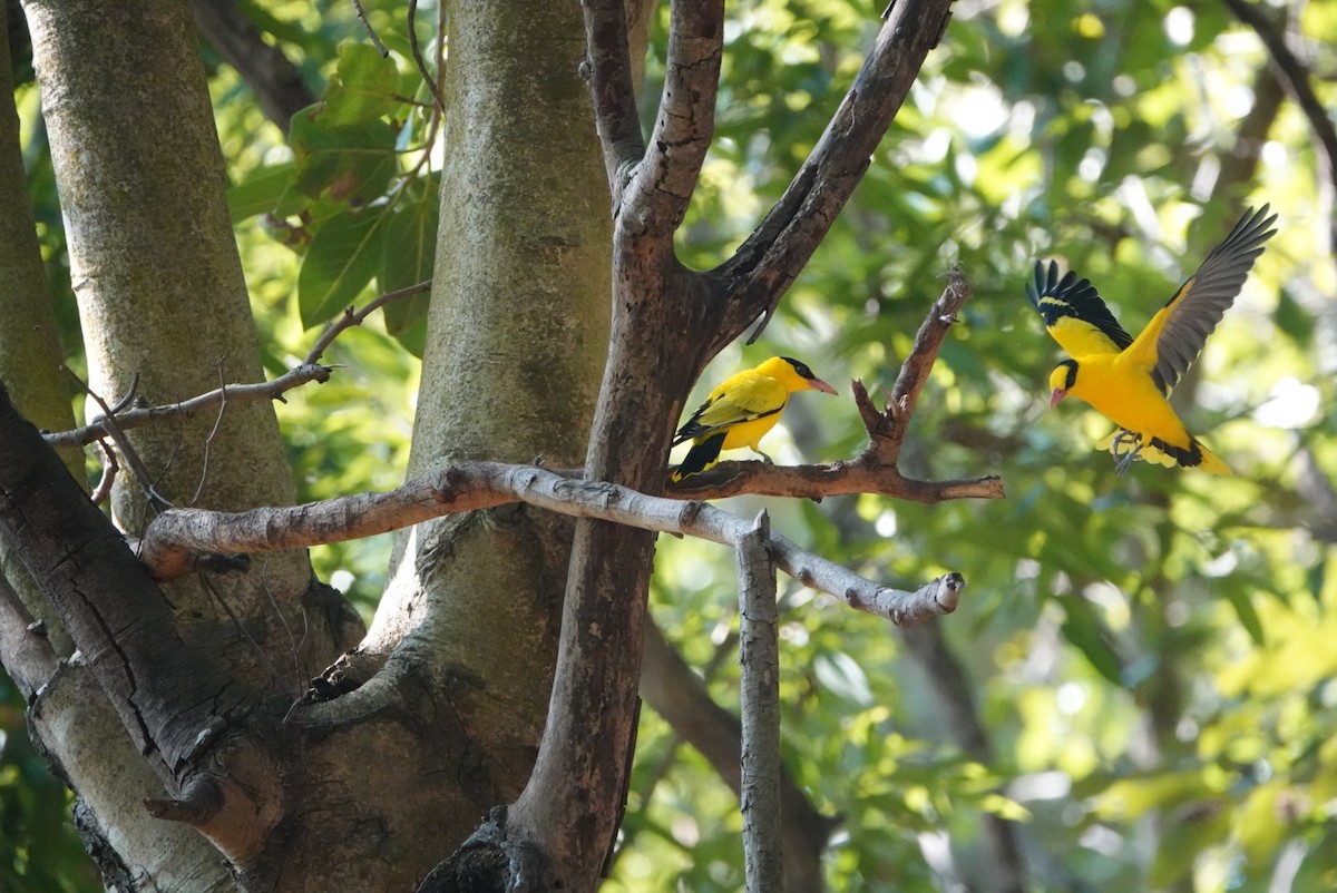 Black-naped Oriole - ML646499470