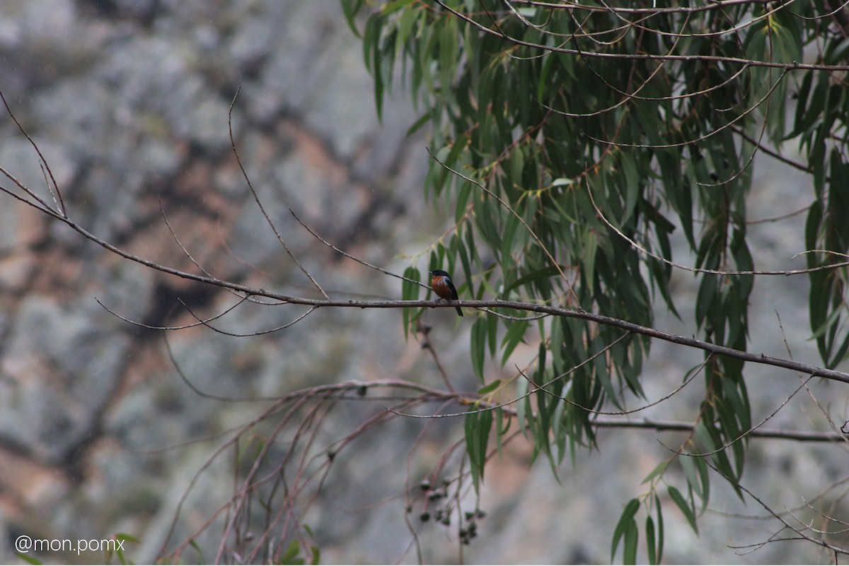 Black-throated Flowerpiercer - ML646499474