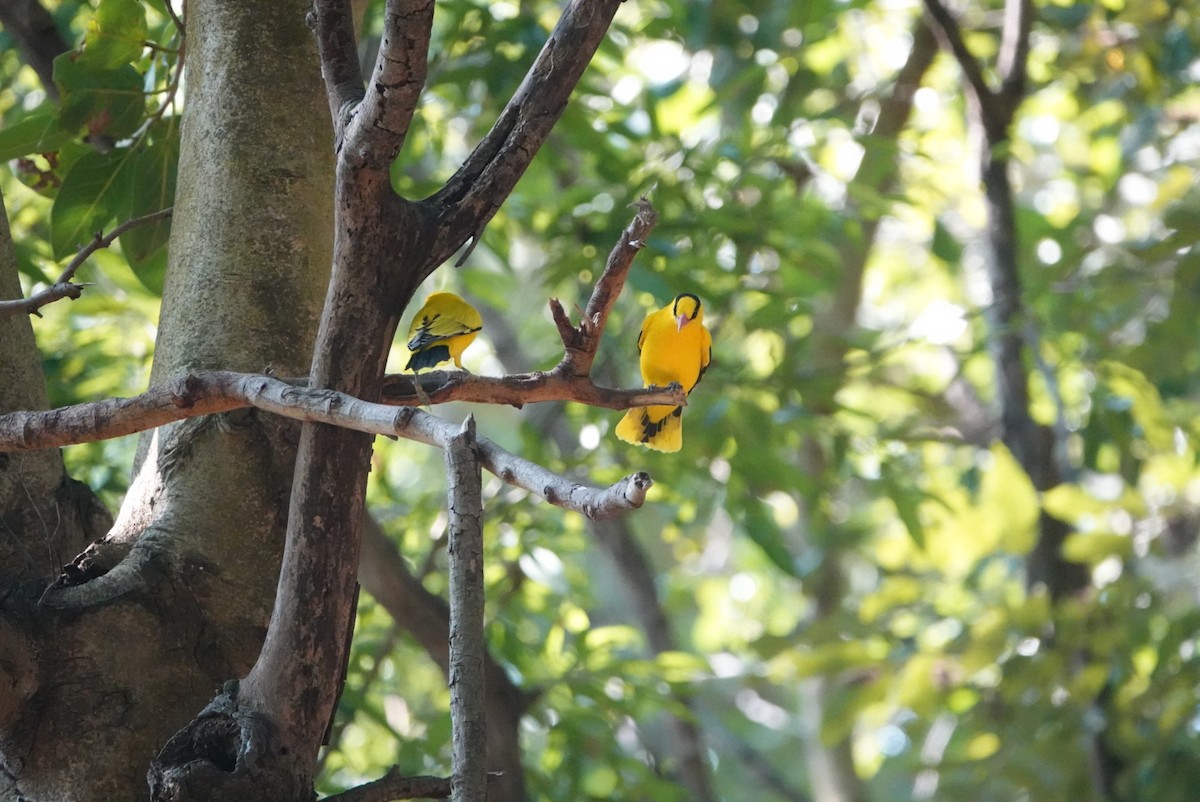 Black-naped Oriole - ML646499475