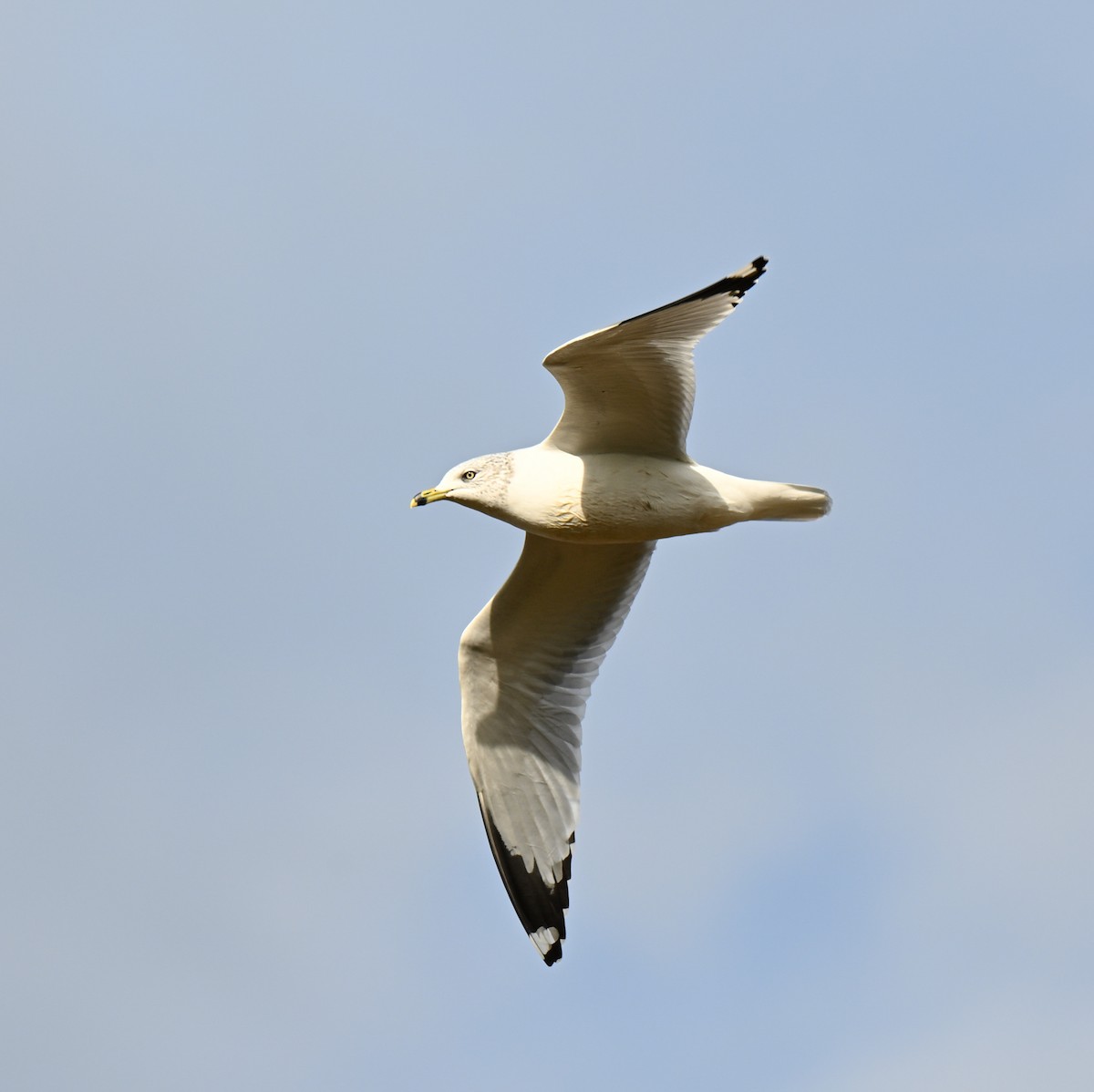 Gavina americana - ML646499476