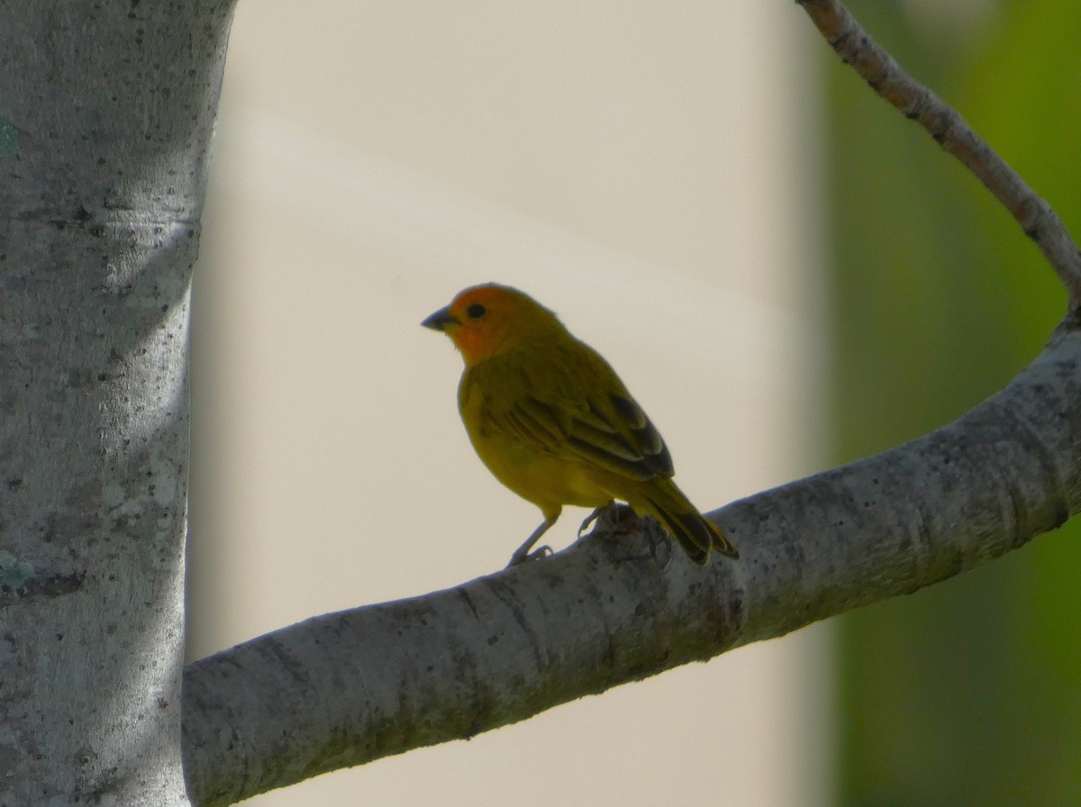 Saffron Finch - ML646499477