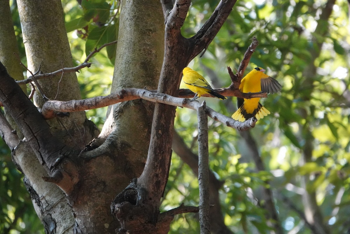 Black-naped Oriole - ML646499478
