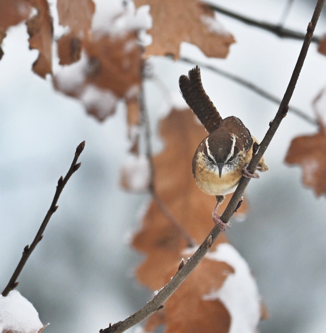 Carolina Wren - ML646499480