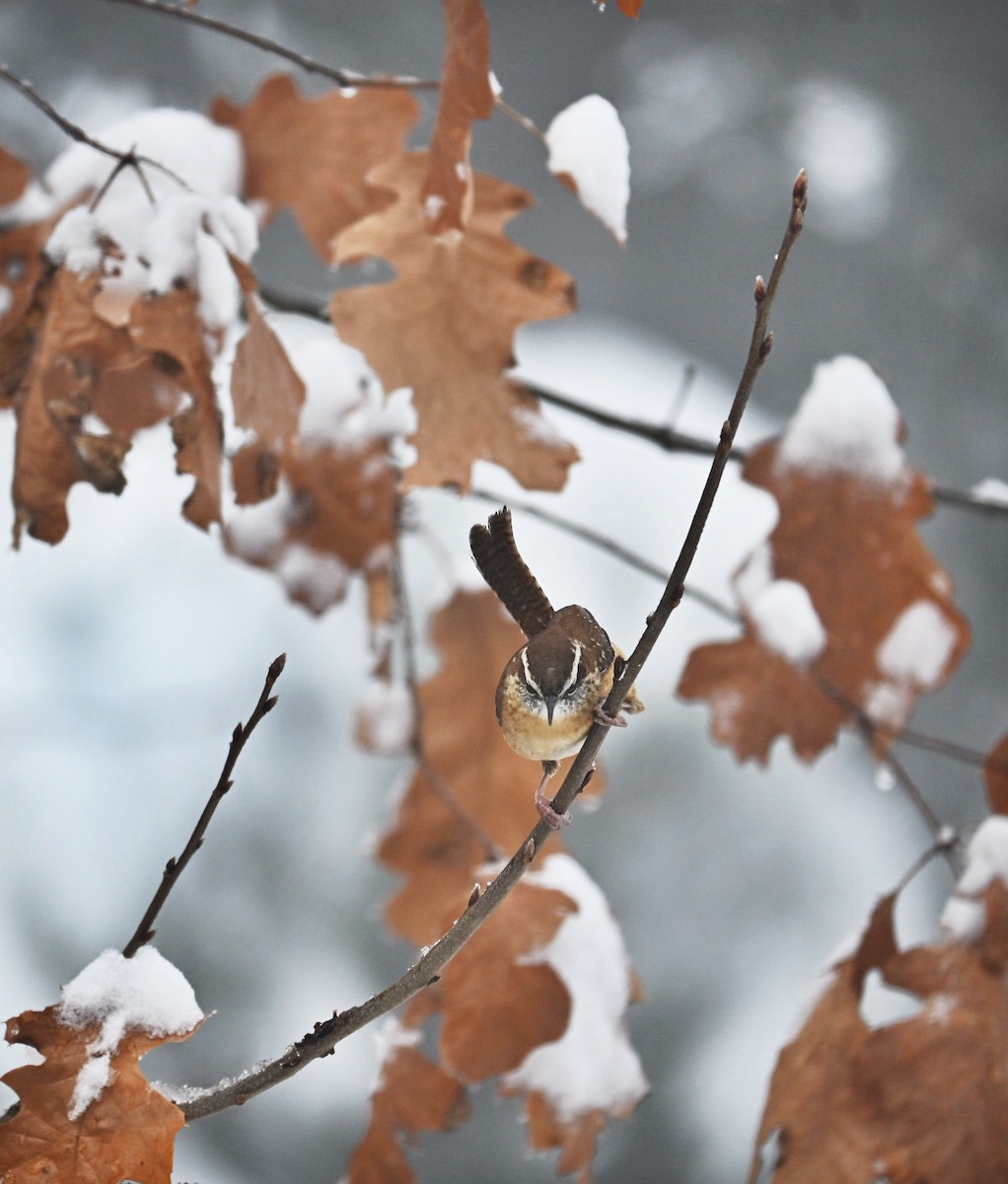 Carolina Wren - ML646499481
