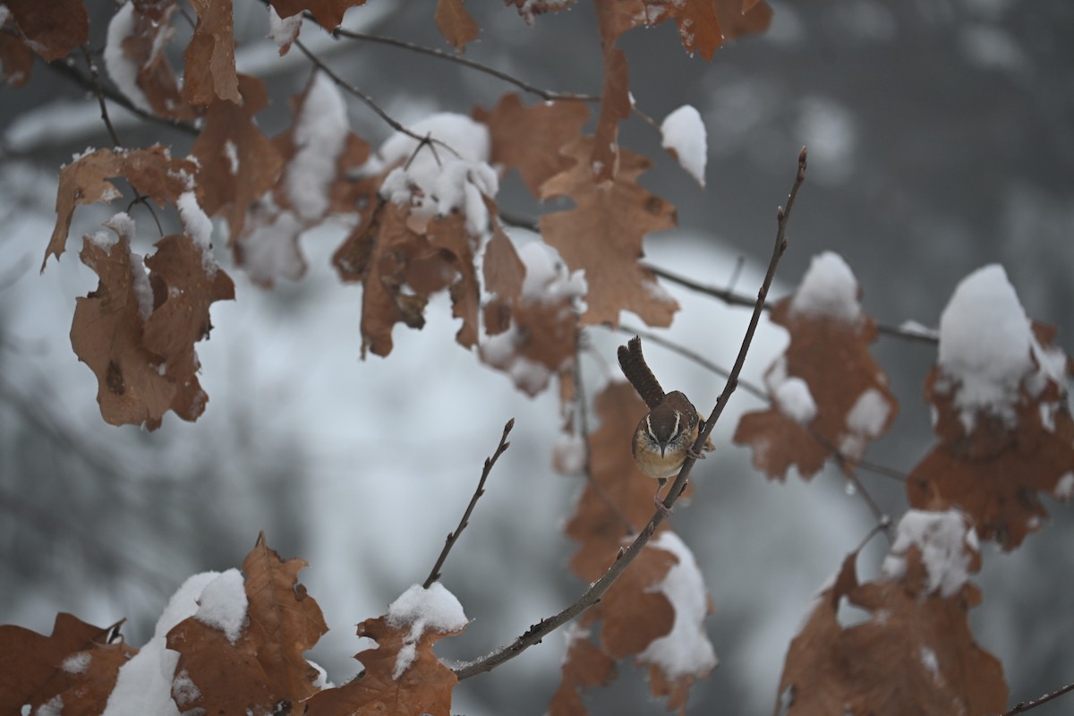 Carolina Wren - ML646499482