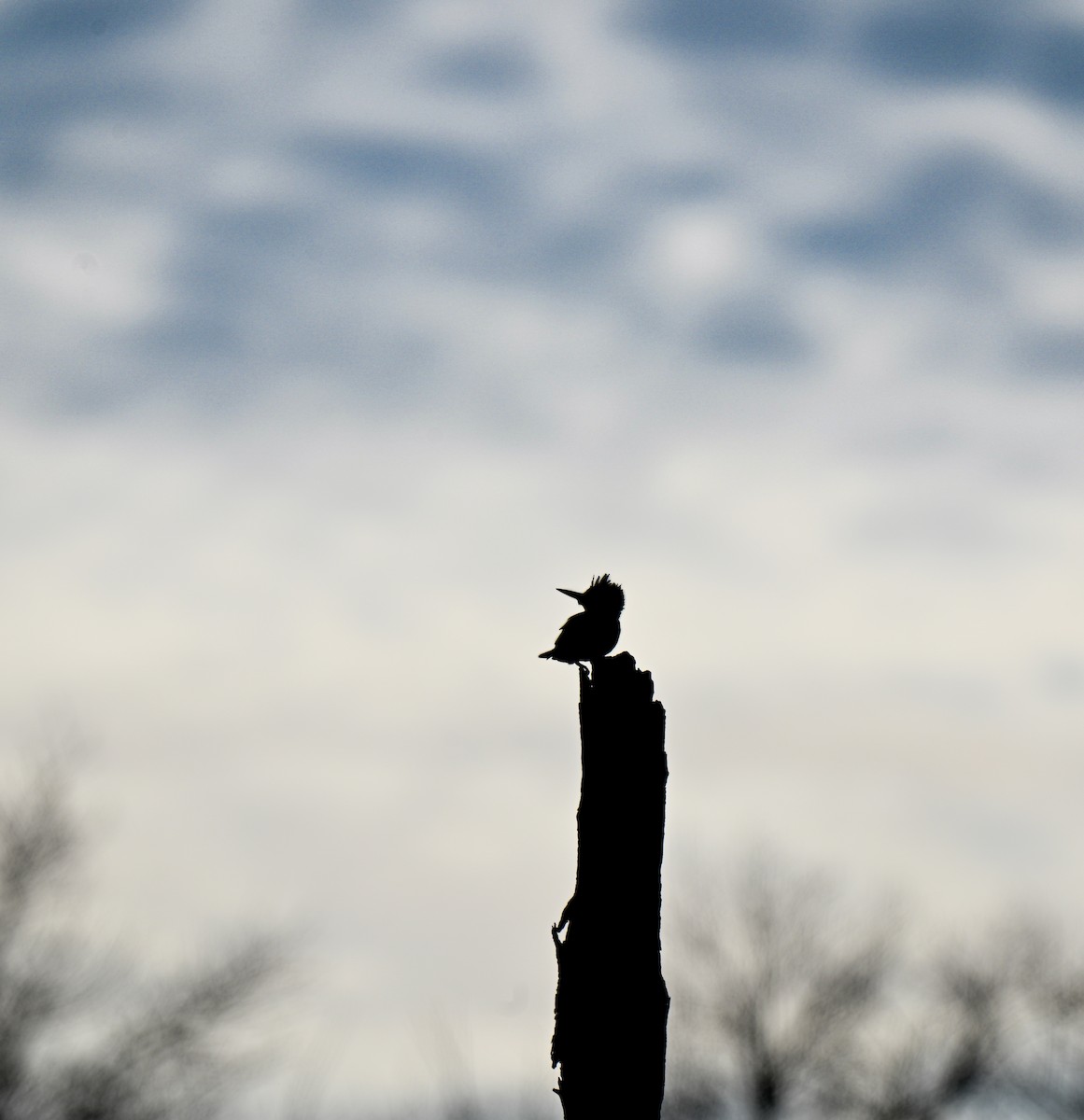 Belted Kingfisher - ML646499483
