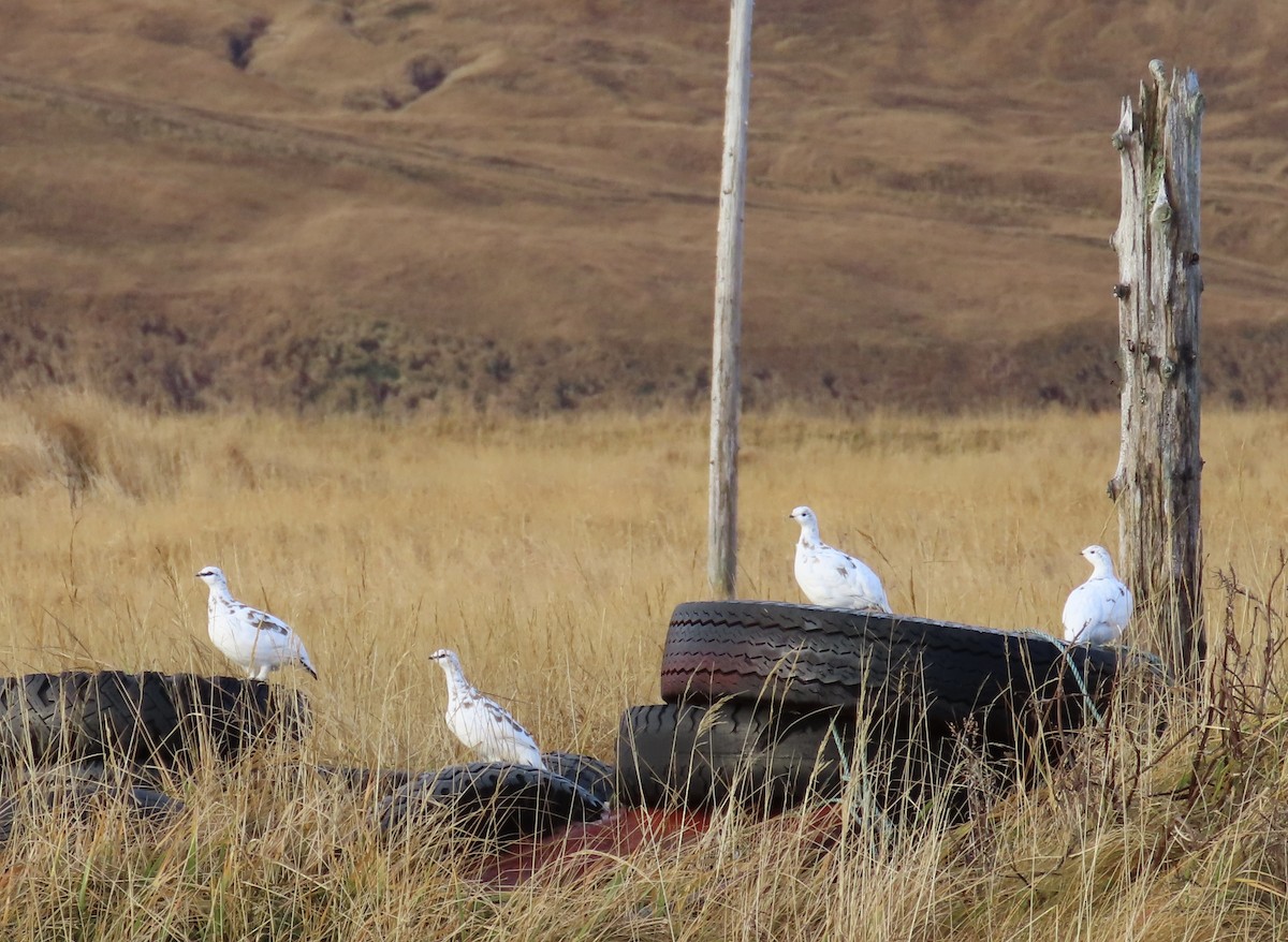 Rock Ptarmigan - ML646499484