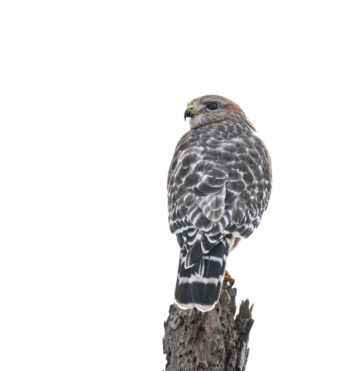 Red-shouldered Hawk (lineatus Group) - ML646499487