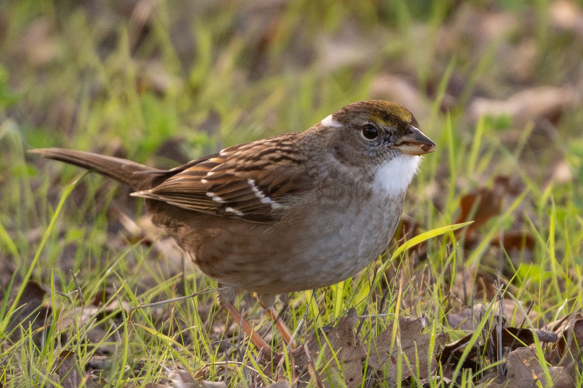 Golden-crowned Sparrow - ML646499488