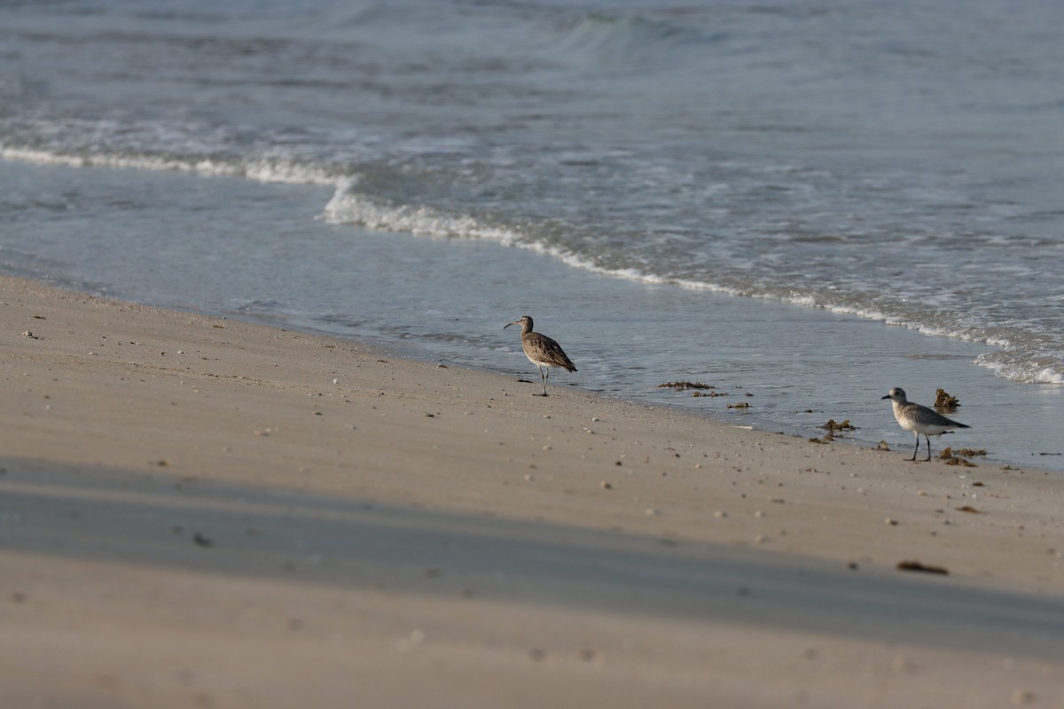 Black-bellied Plover - ML646499491