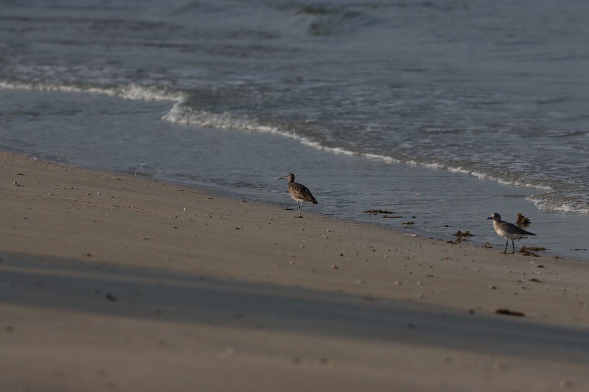 Black-bellied Plover - ML646499492