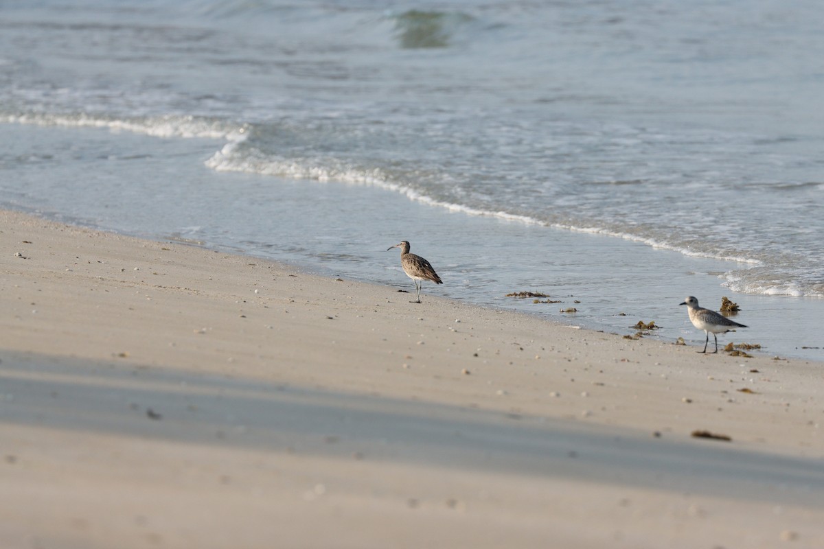Black-bellied Plover - ML646499493