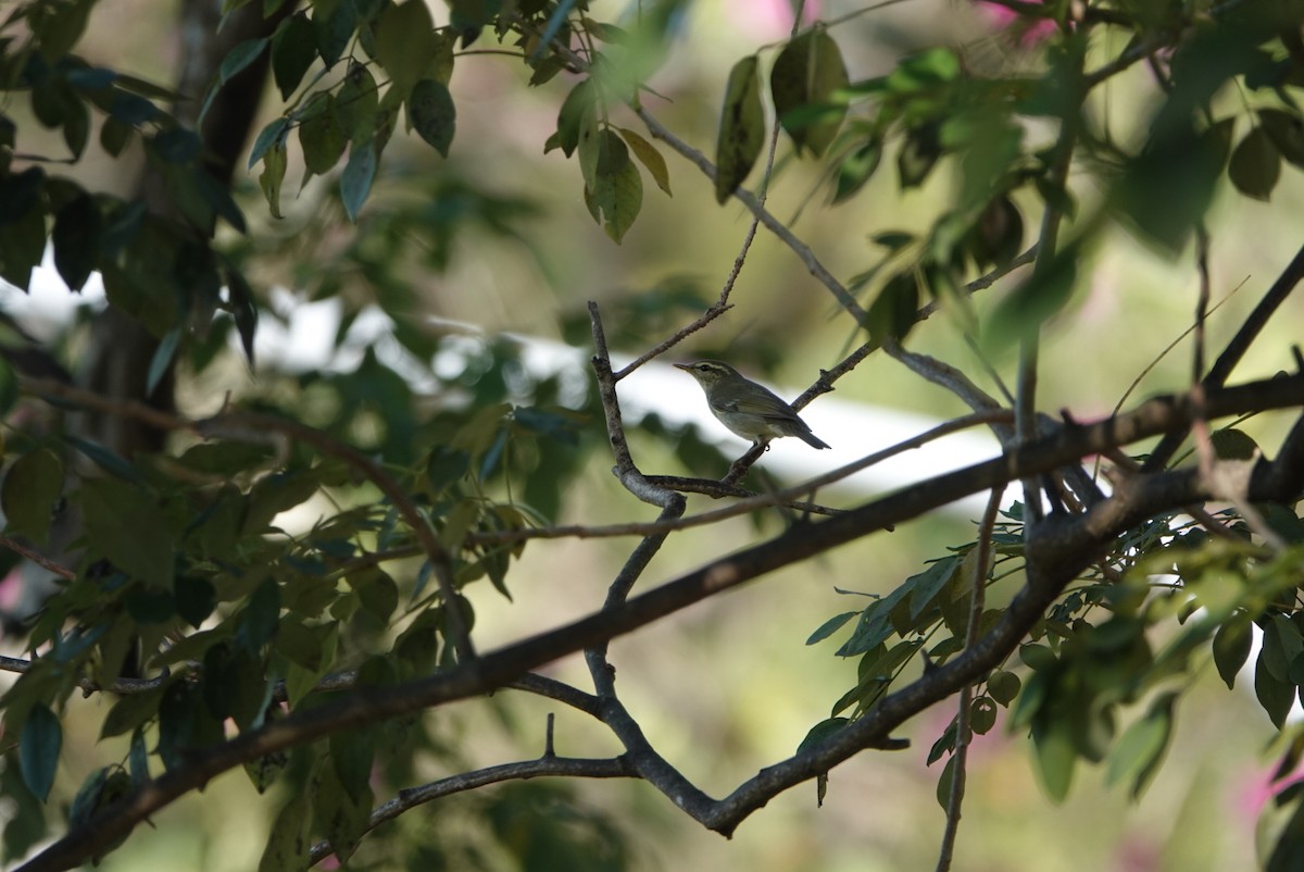 Arctic Warbler - ML646499499