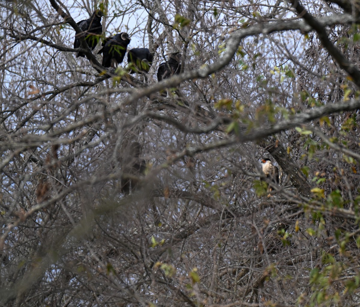 Crested Caracara (Northern) - ML646499500