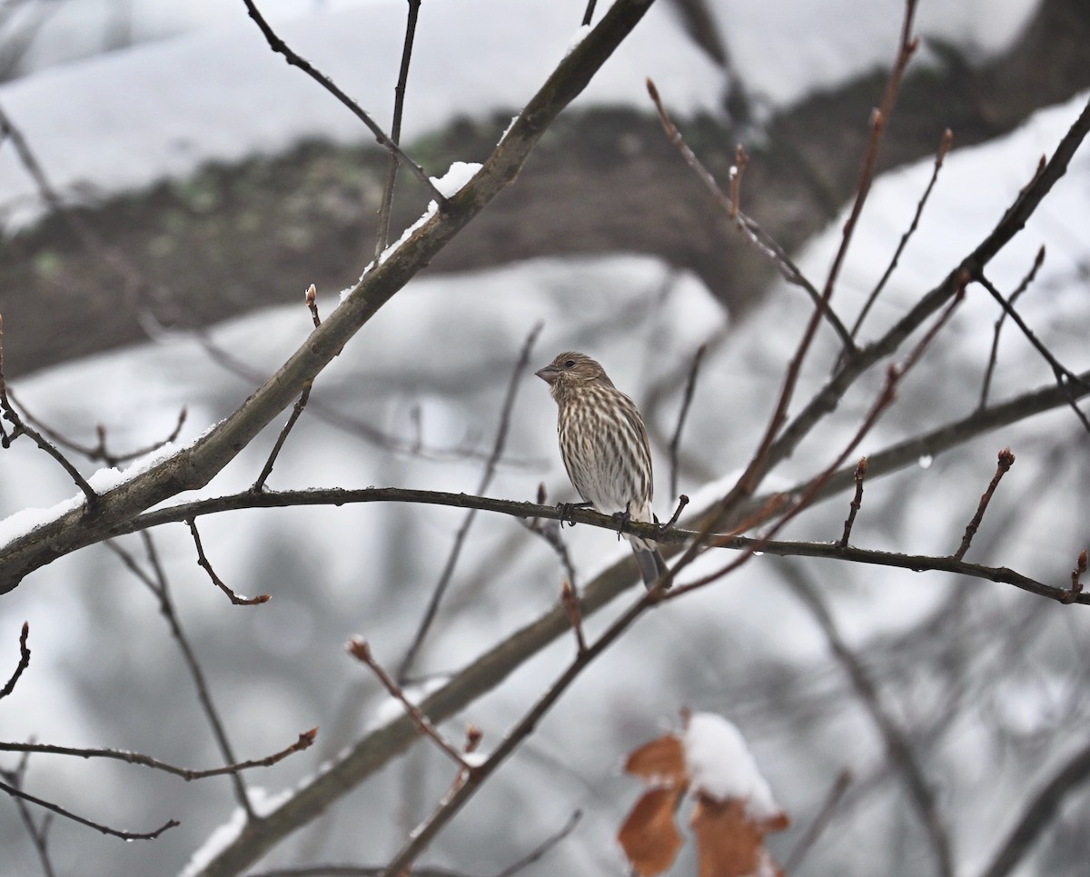 House Finch - ML646499502
