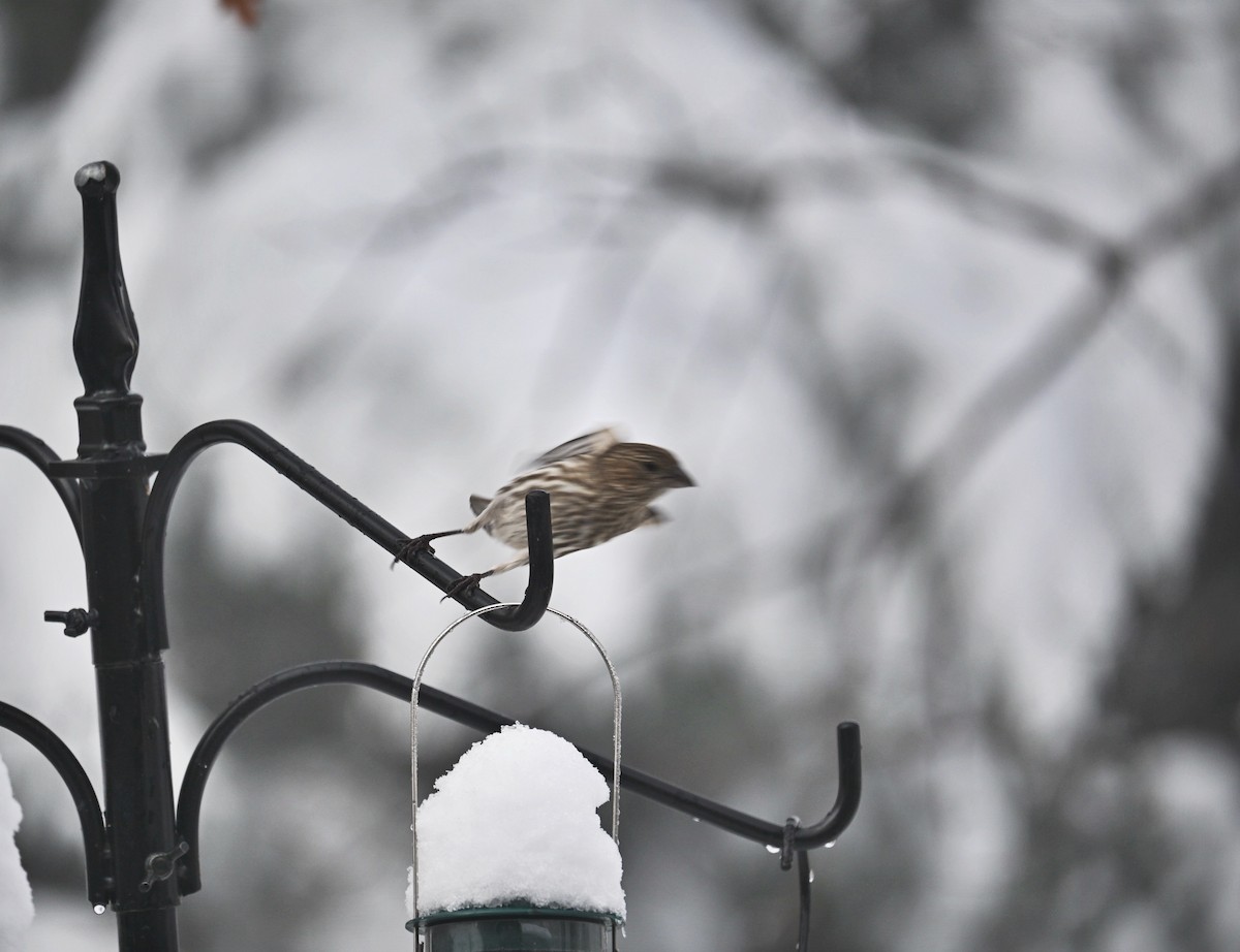 House Finch - ML646499503