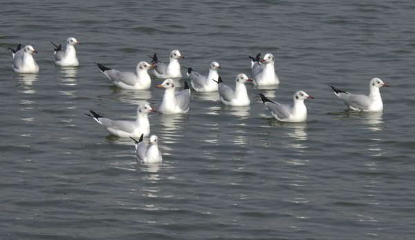 Hint Martısı - ML646499504