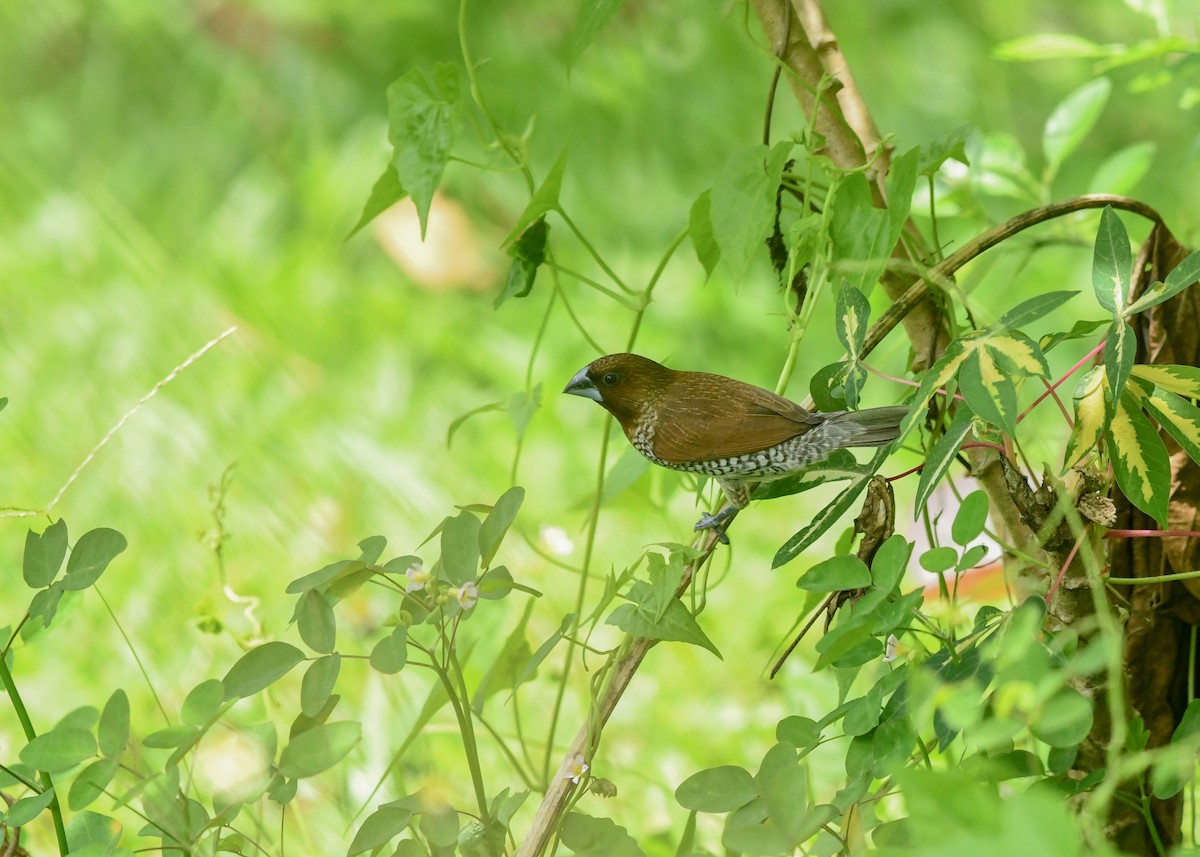 シマキンパラ - ML646499505
