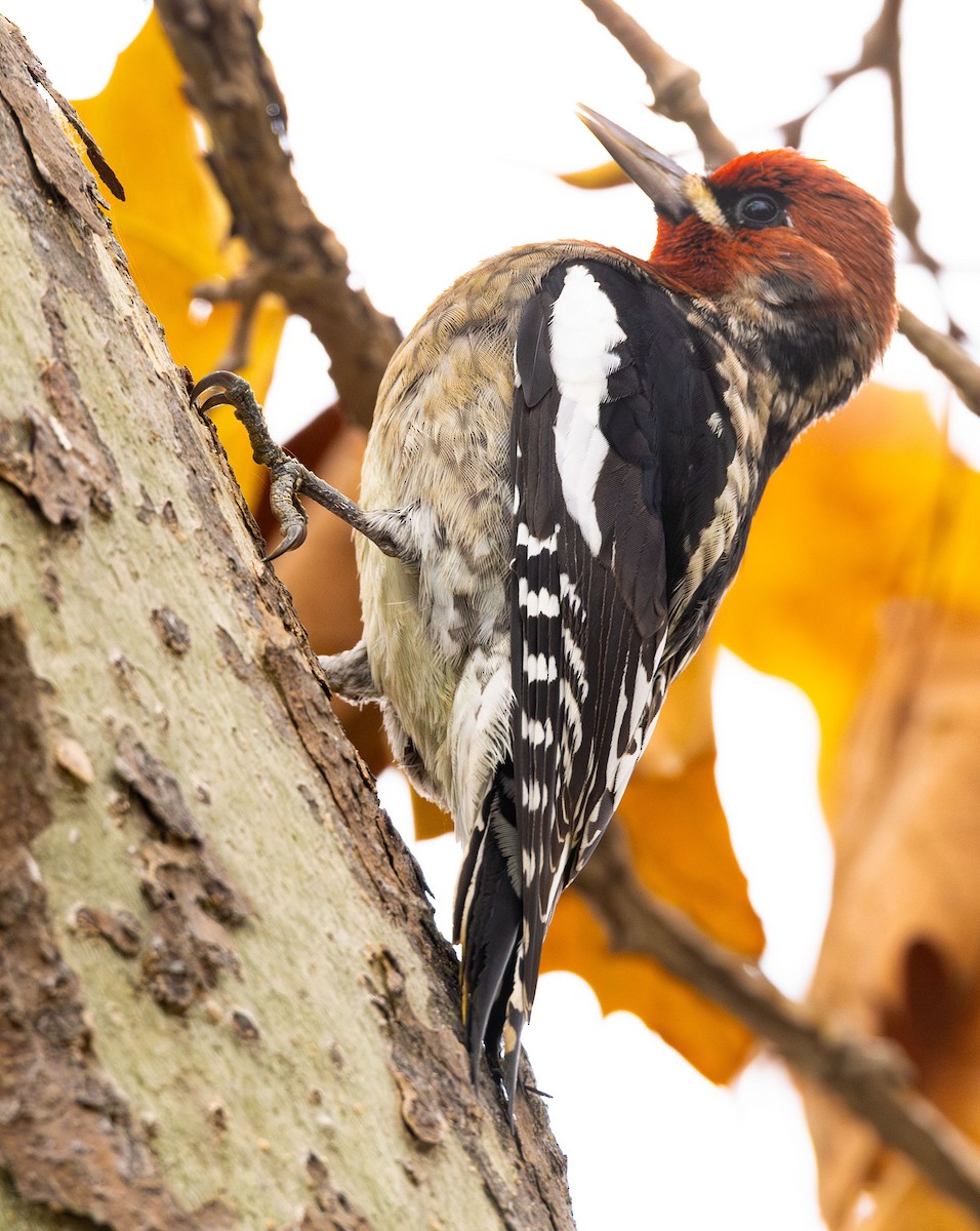 Red-breasted Sapsucker - ML646499508