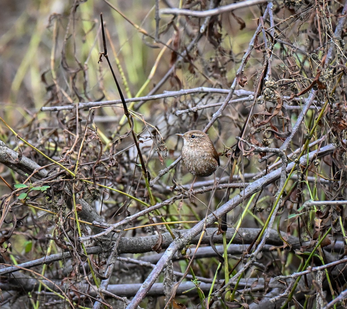 Winter Wren - ML646499509
