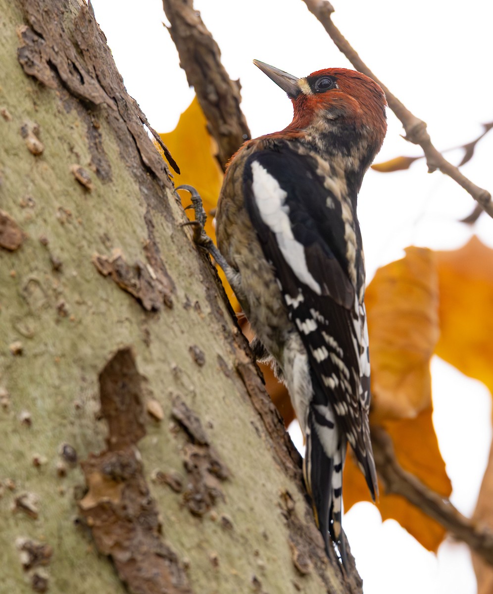Red-breasted Sapsucker - ML646499511