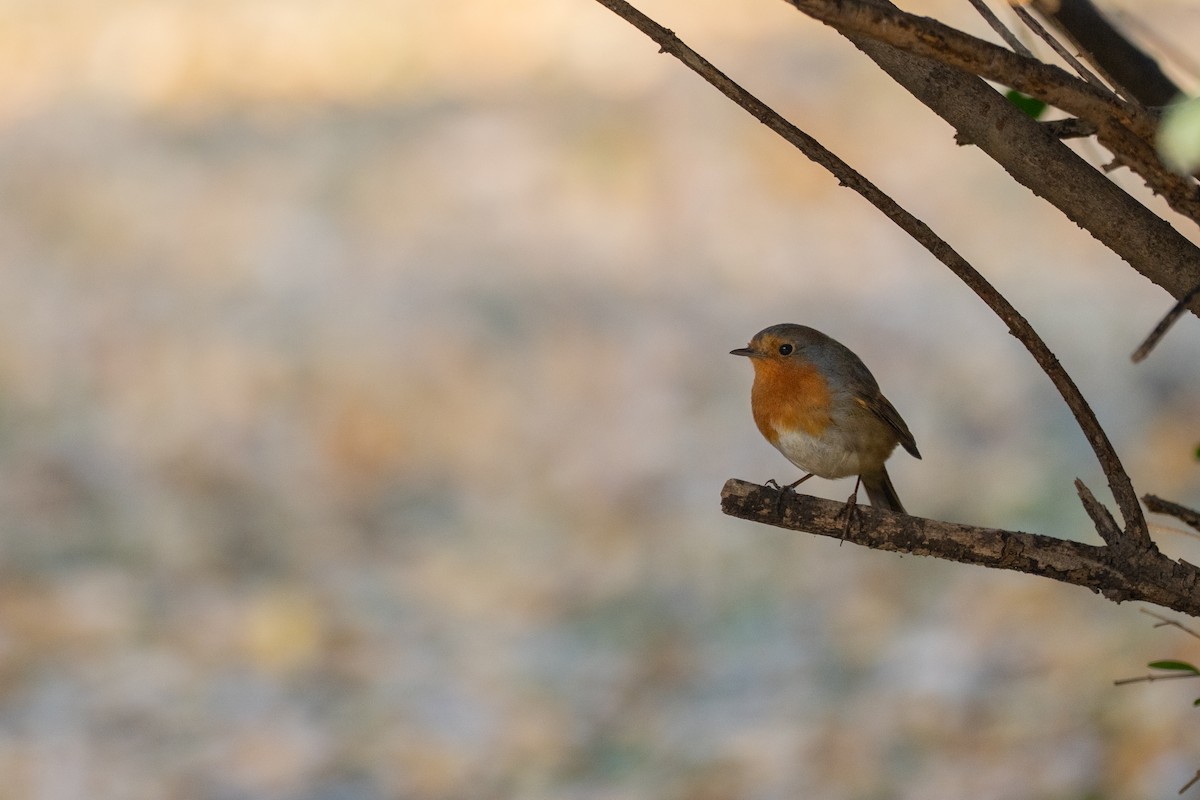 European Robin - ML646499512