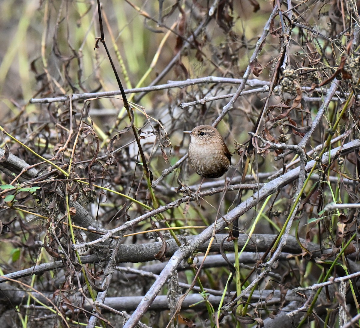 Winter Wren - ML646499514