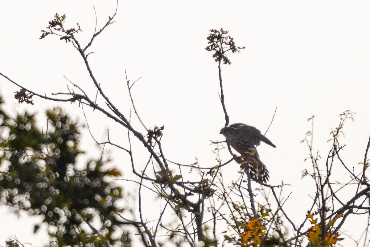 Merlin - ML646499520