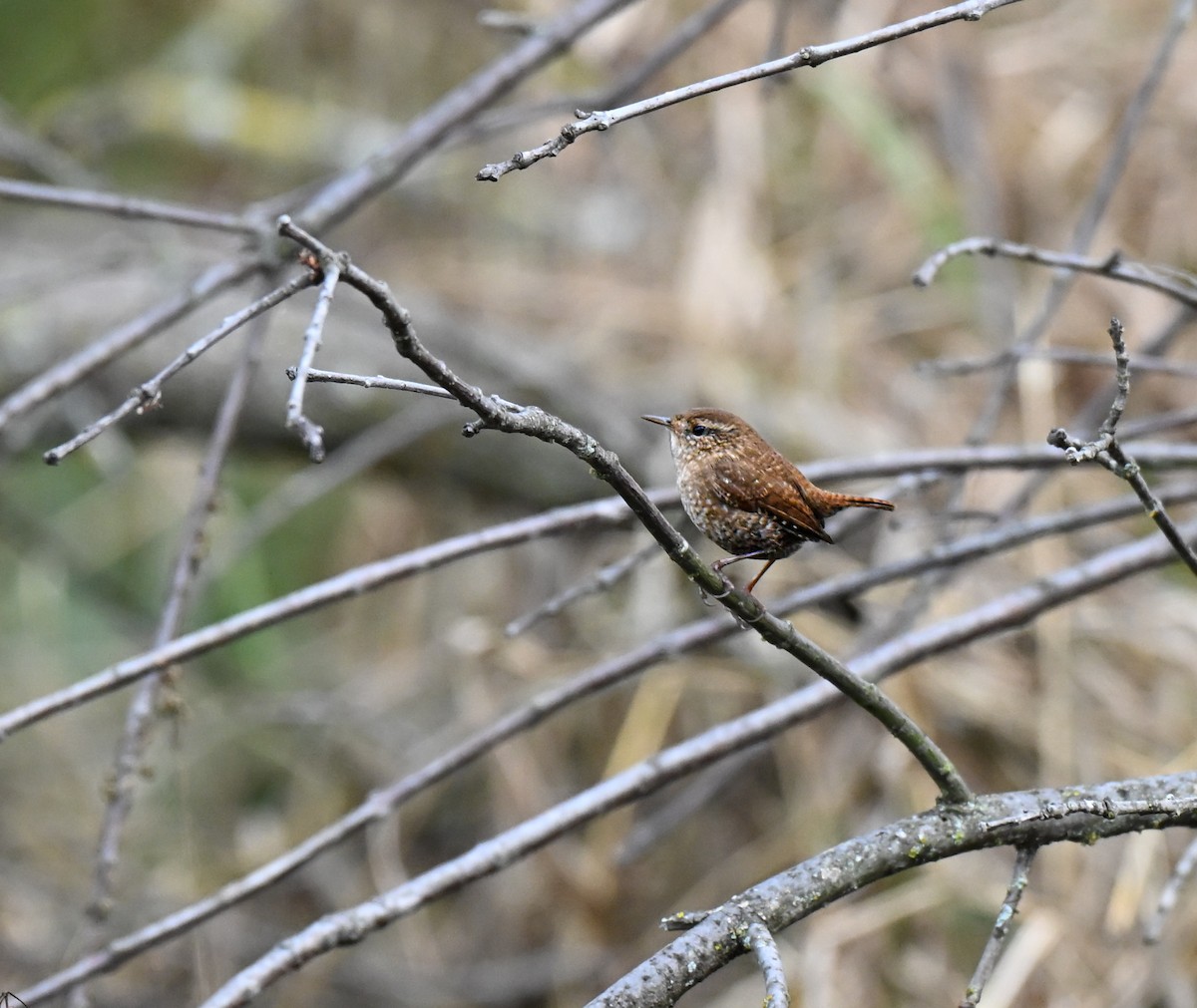 Winter Wren - ML646499521