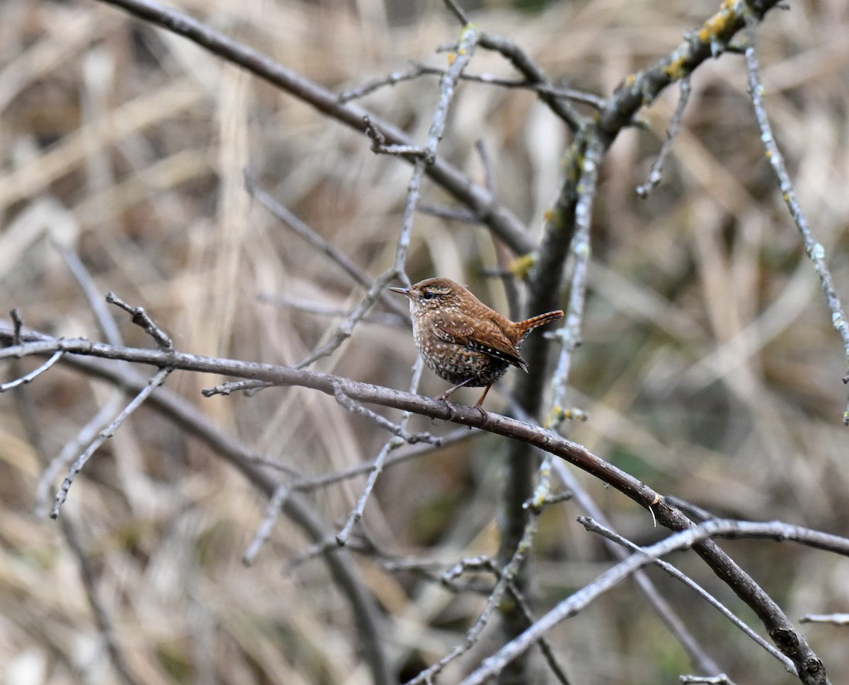 Winter Wren - ML646499522