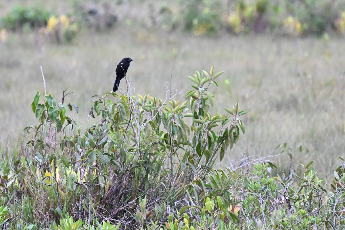 Düz Gagalı Ani - ML646499523