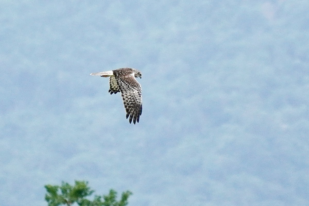 østsivhauk - ML646499524