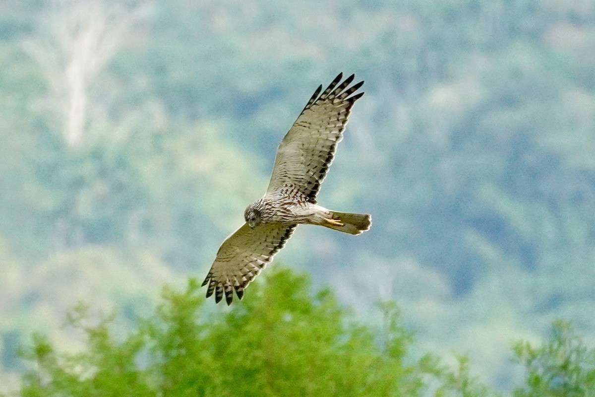 østsivhauk - ML646499525